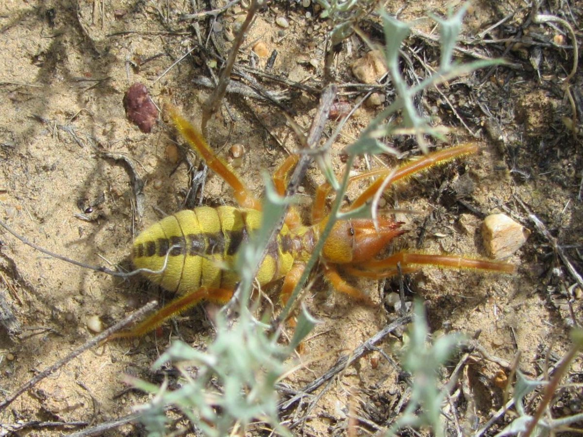 Фаланга паук Крым