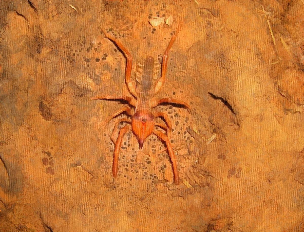 Пустынный паук фаланга