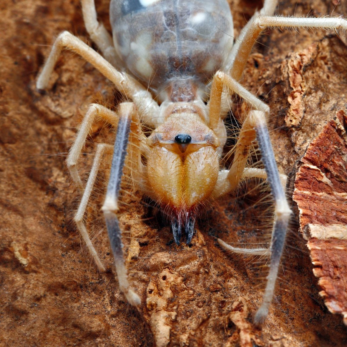 Сольпуга верблюжий паук
