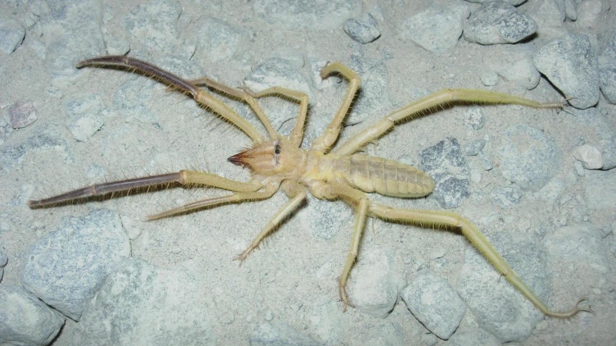 Сольпуга фаланга