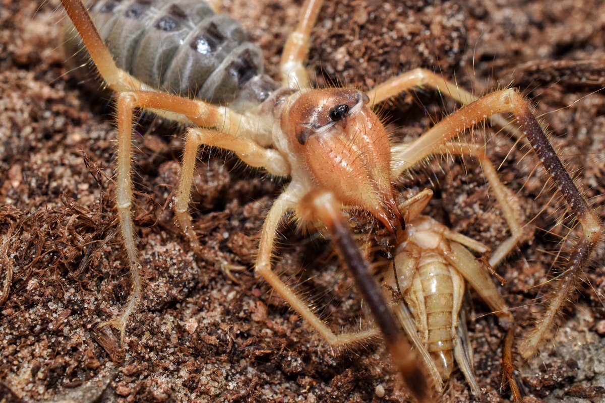 Обыкновенная сольпуга