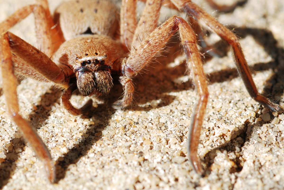 Паук с 4 лапами