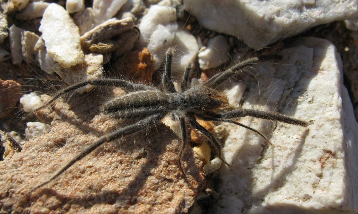 Фаланга паук Астраханский