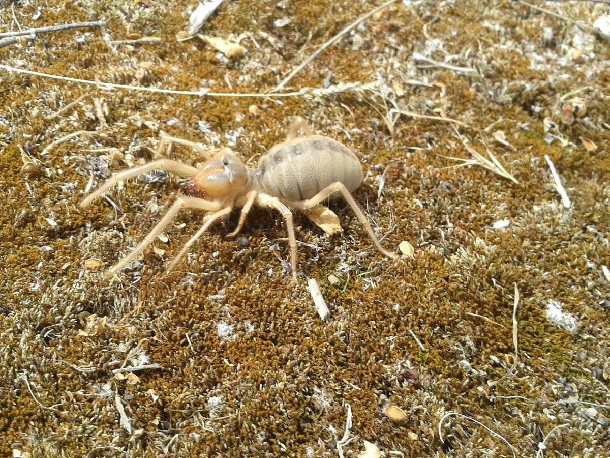 Сольпуга фаланга обыкновенная
