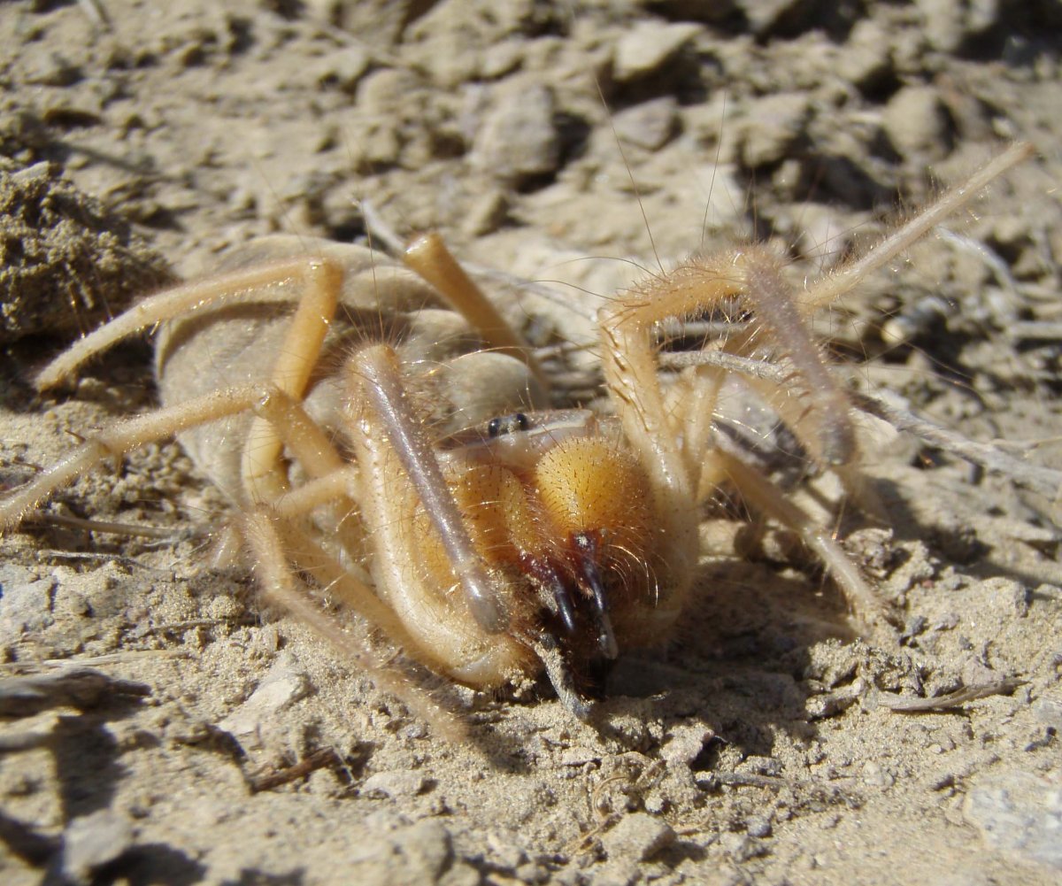 Степной паук фаланга