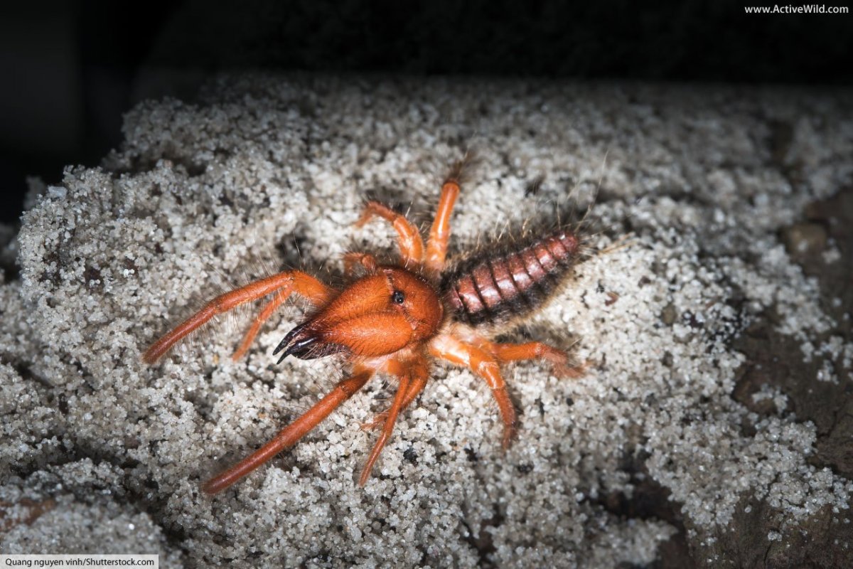 Сенокосец и сольпуга