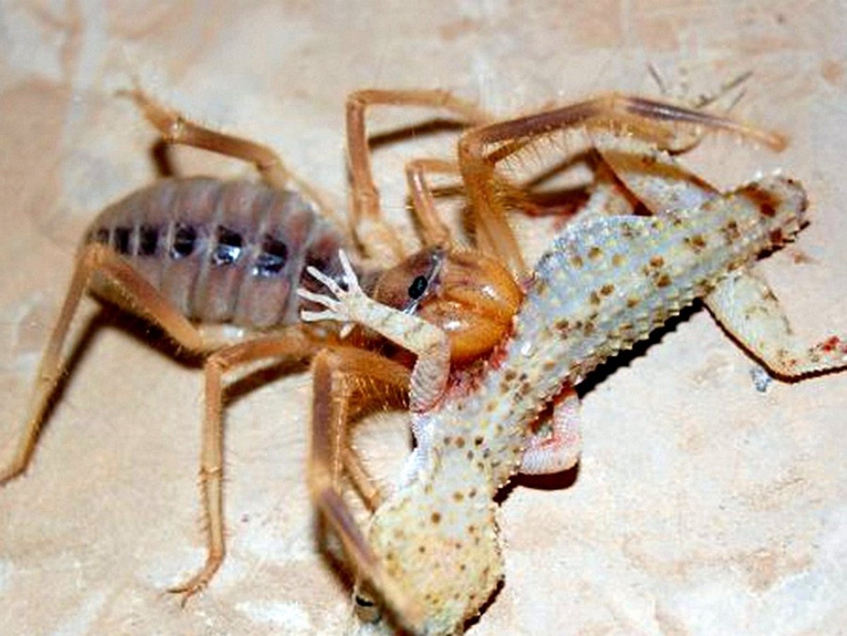 Членистоногие пауки