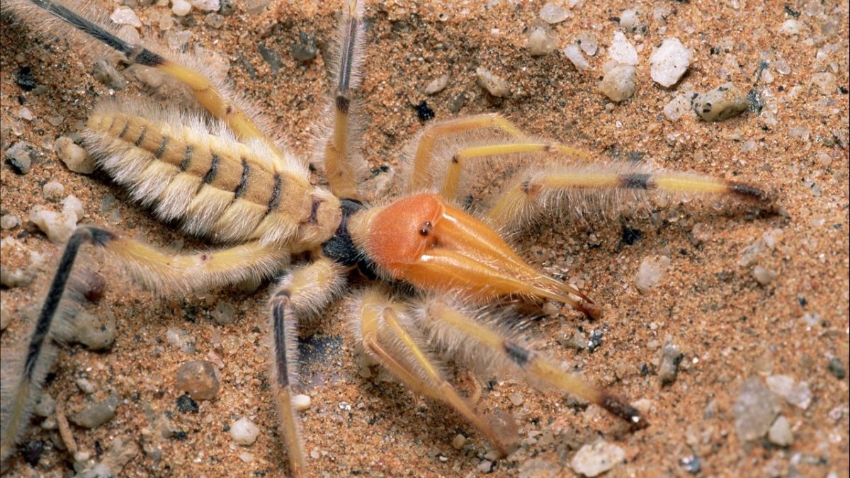 Pterinochilus murinus