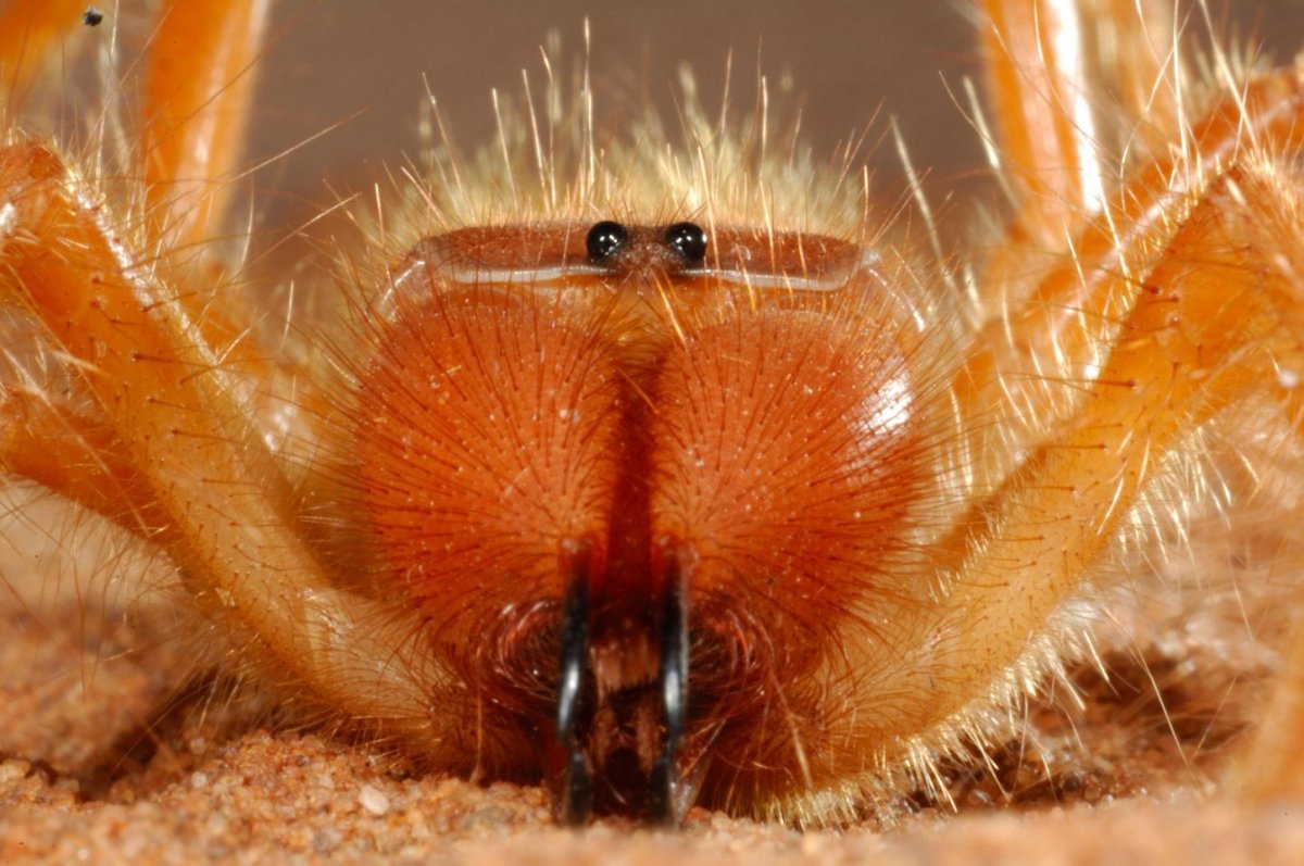 Длинноногие сольпуги