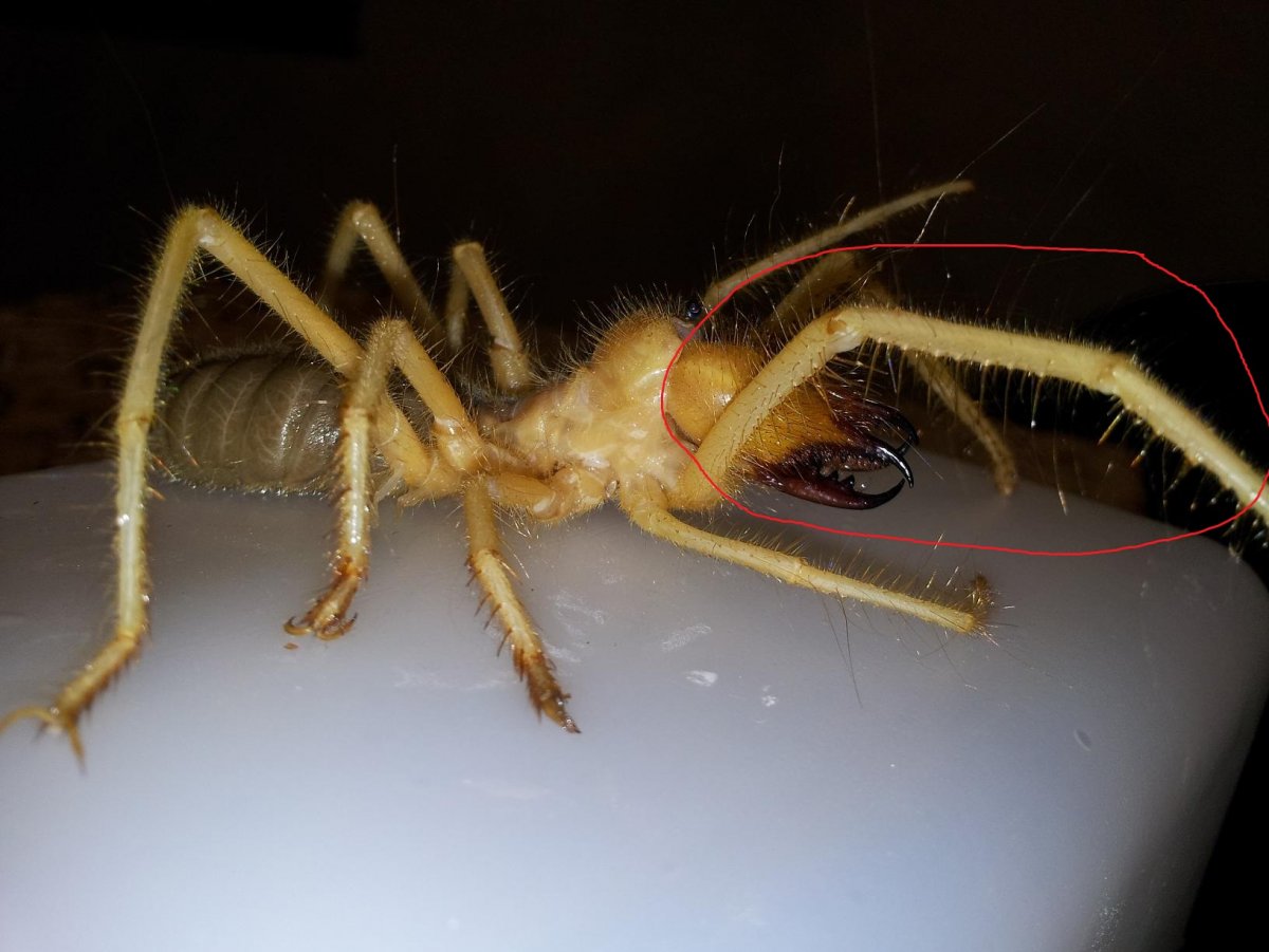 Salticidae пауки-скакуны