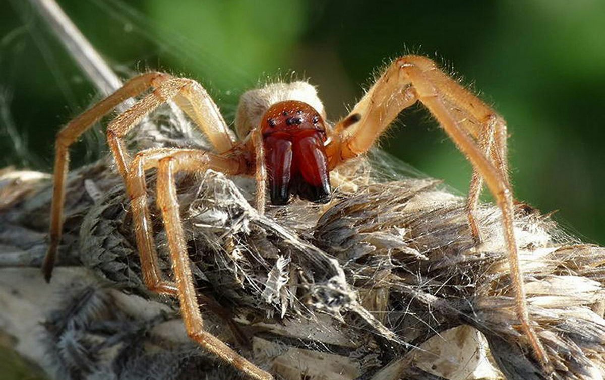 Отряд сольпуги