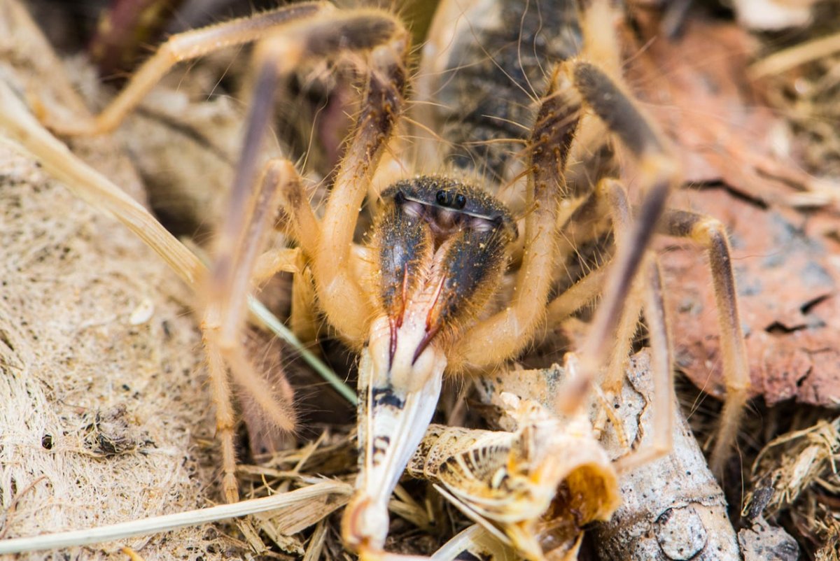 Паук птицеед паутина