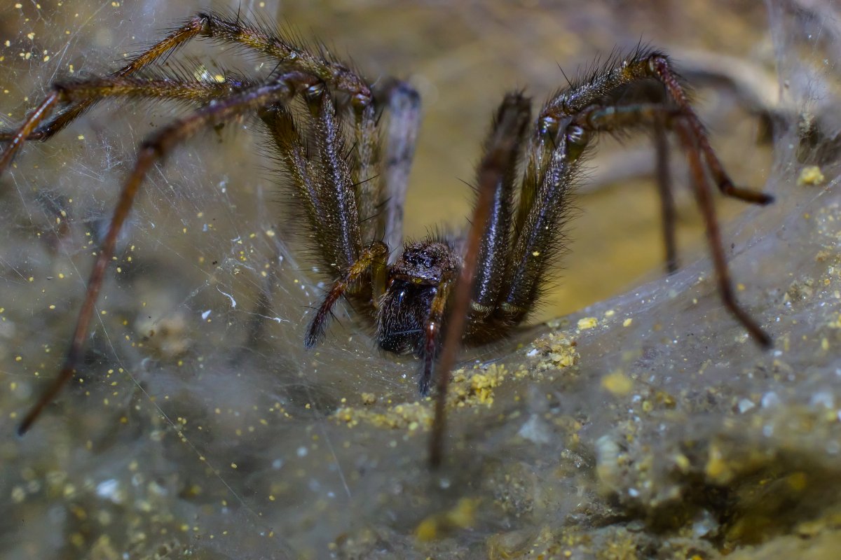 Метаморфоз паука