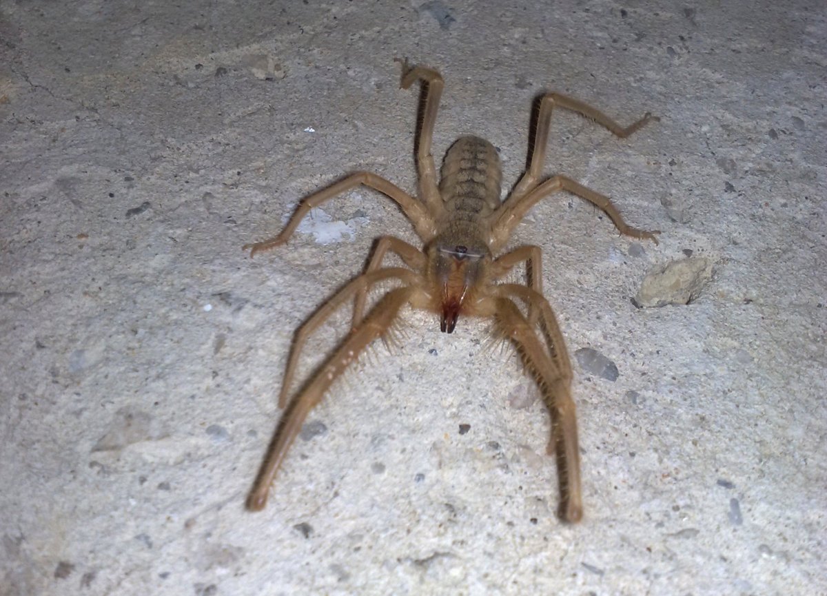 Паук Авикулярия Авикулярия