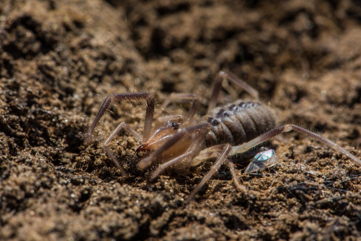 Сольпуга фаланга паук