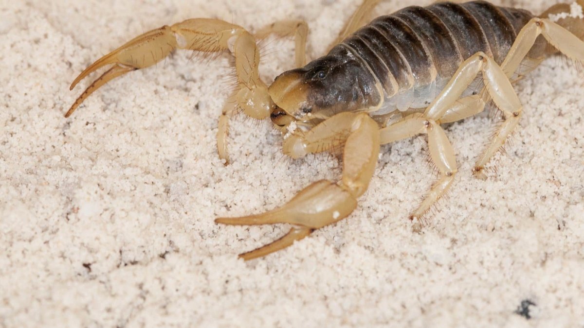 Rhagodima nigrocincta