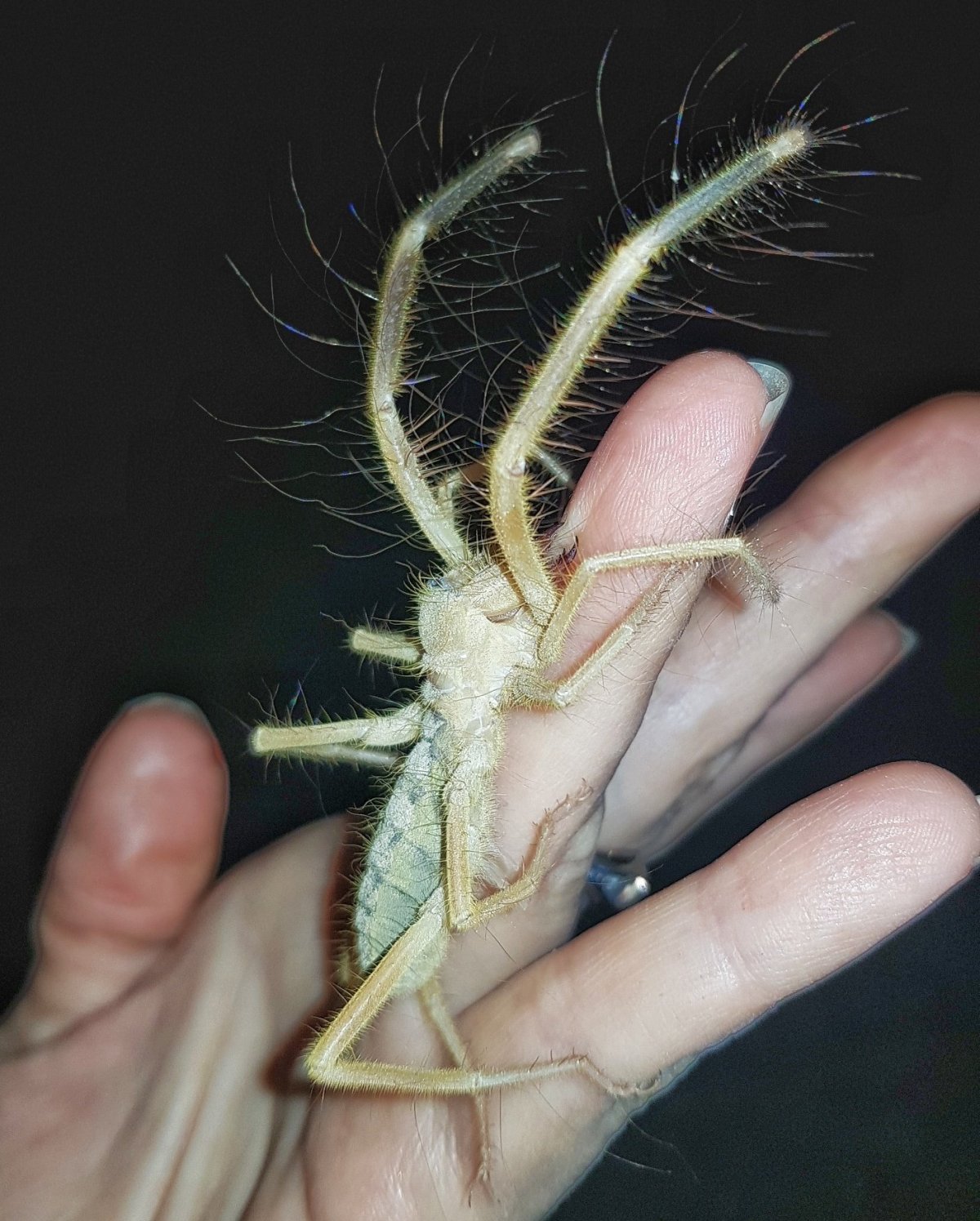 Степной паук фаланга