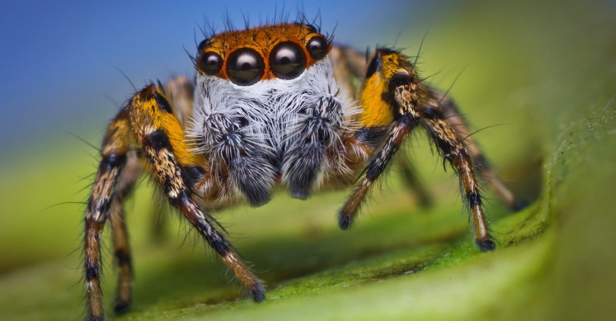 Паук Томас паук Томас