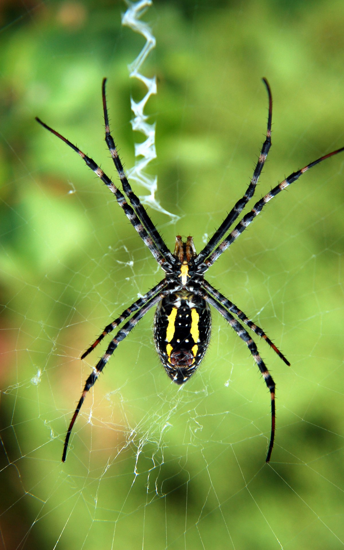 Симметрии насекомого паук