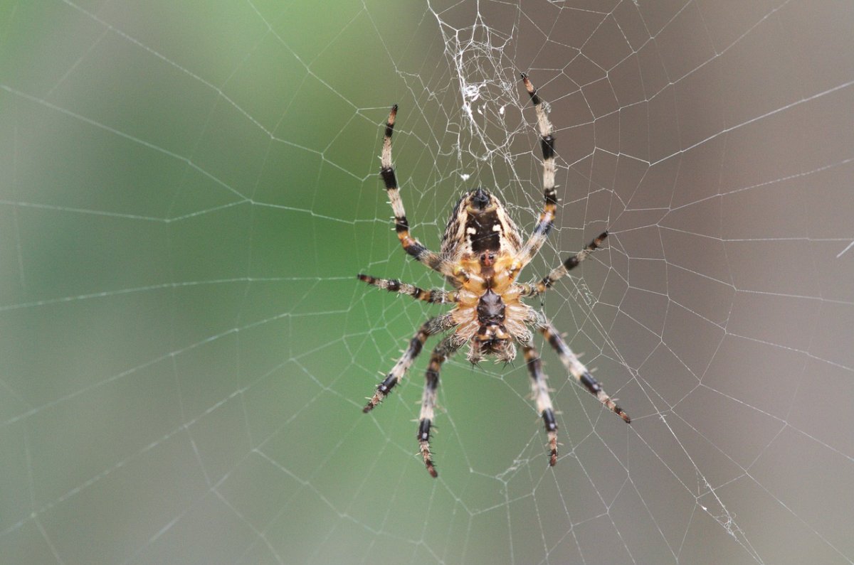 Нидерландские пауки