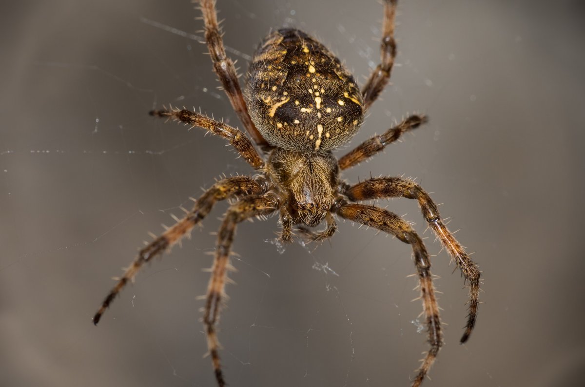 Паук крестовик