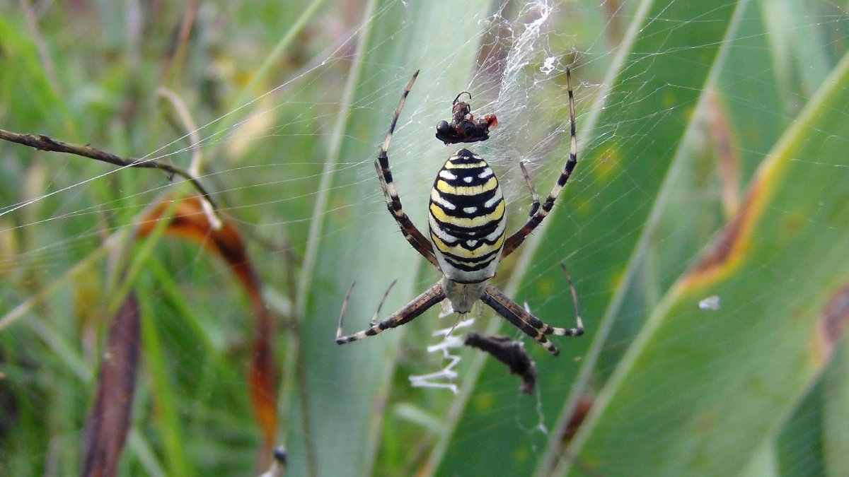 Паук Зебра Аргиопа