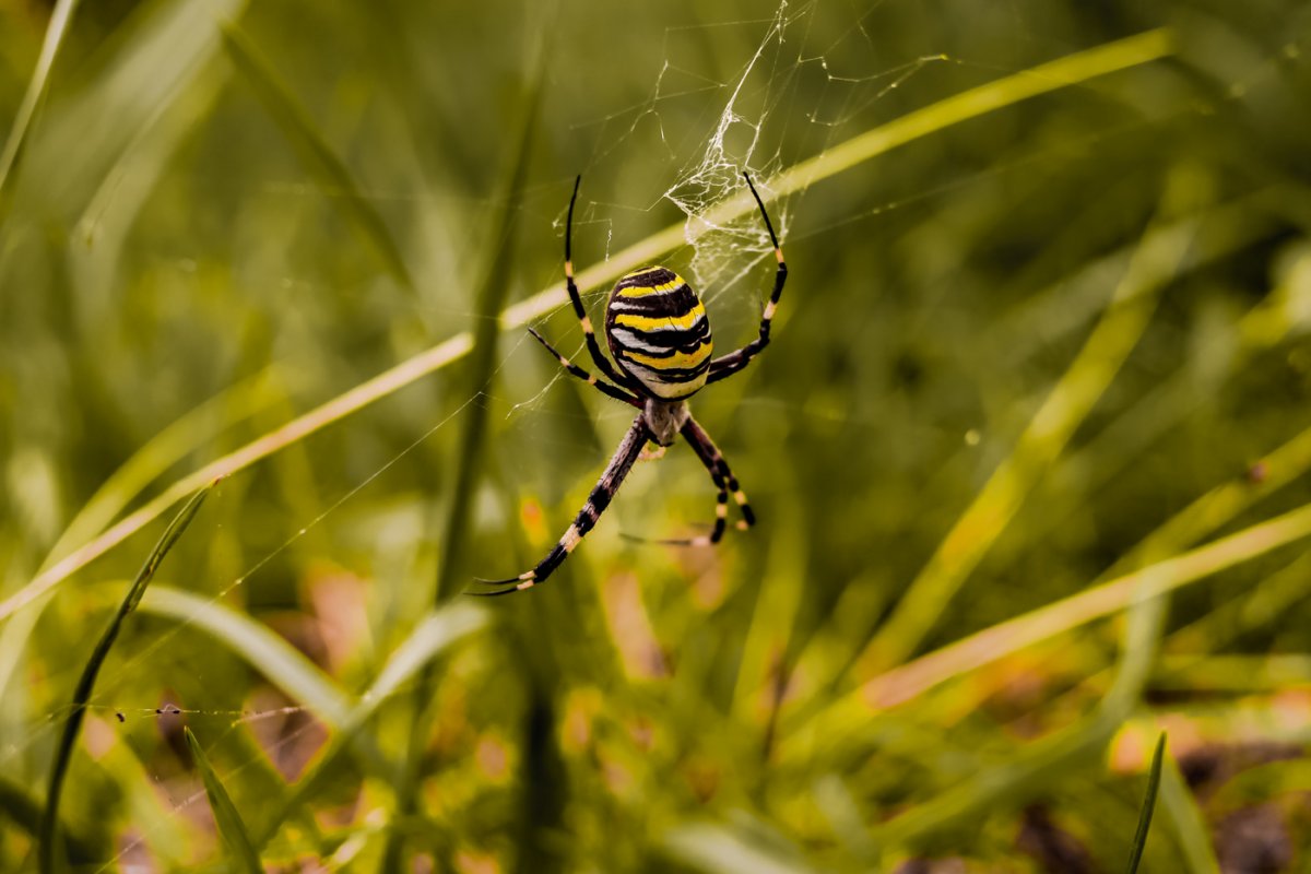 Аргиопа Брюнниха