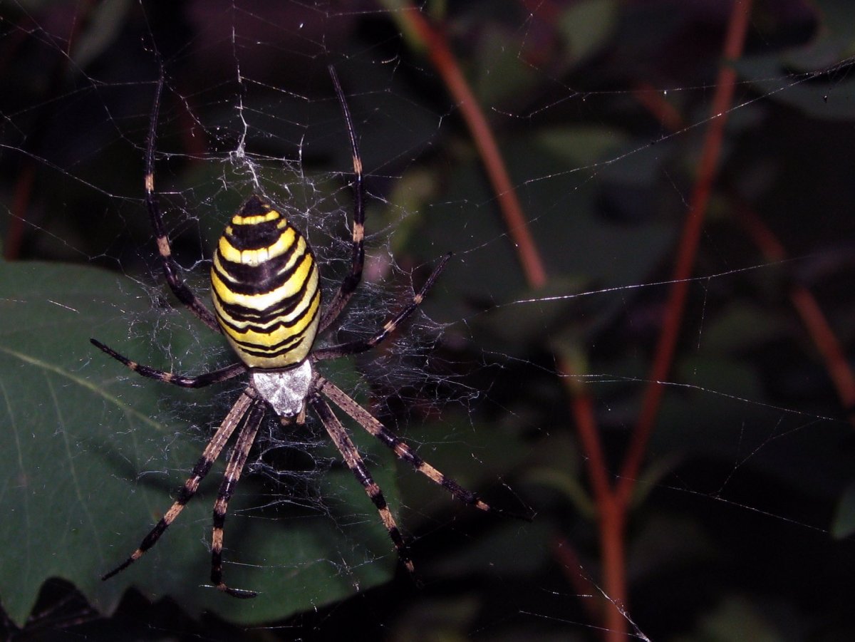 Осиный паук ядовитый