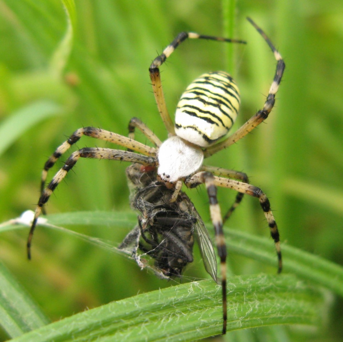 Аргиопа Брюнниха