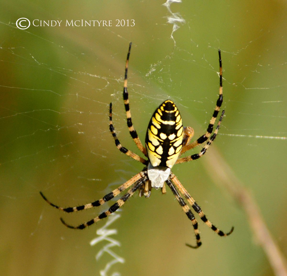 Паук с полосатыми лапками