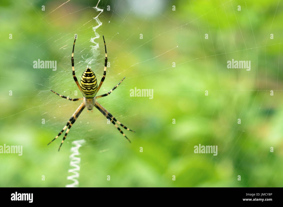 Паукообразные жуки