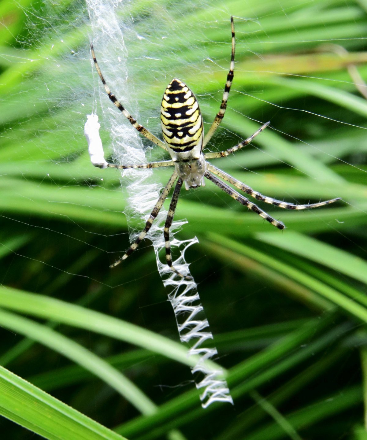 Линька Аргиопа