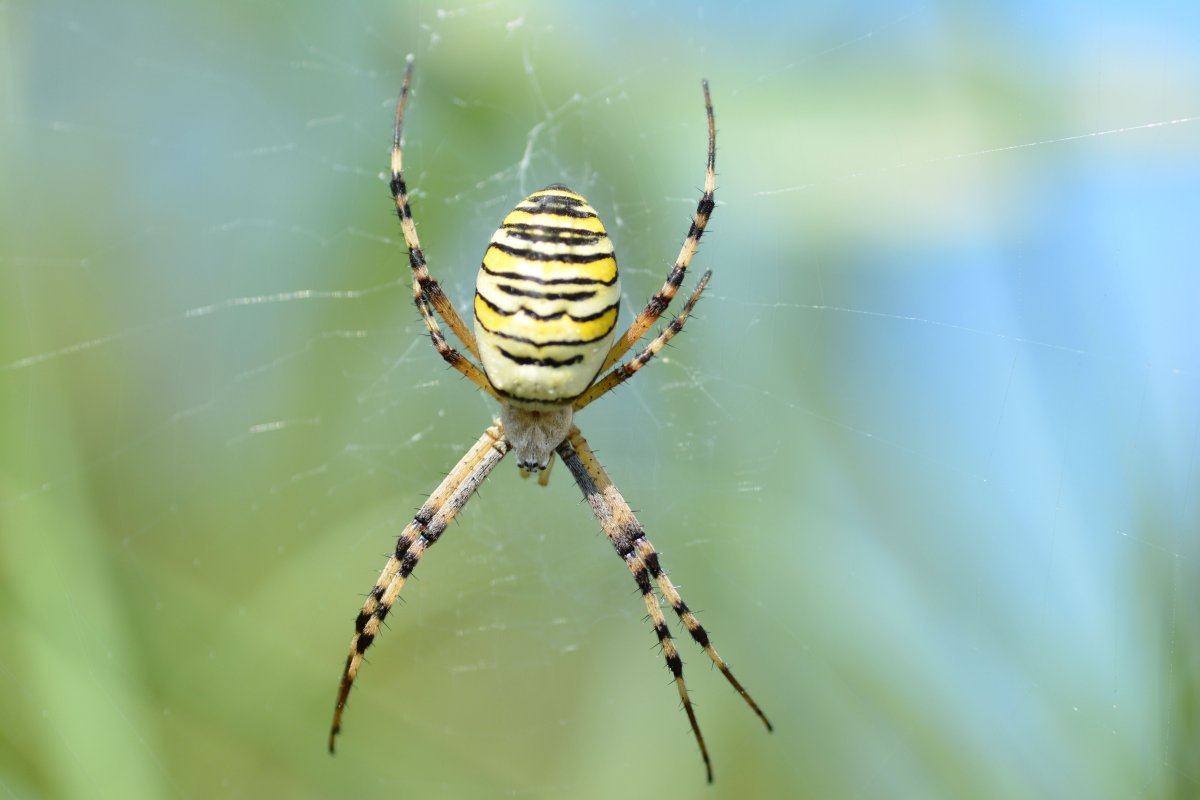 Argiope bruennichi самка