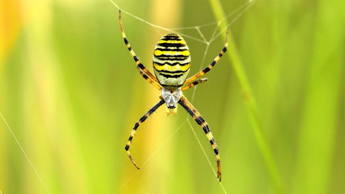 Аргиопа Брюнниха строение