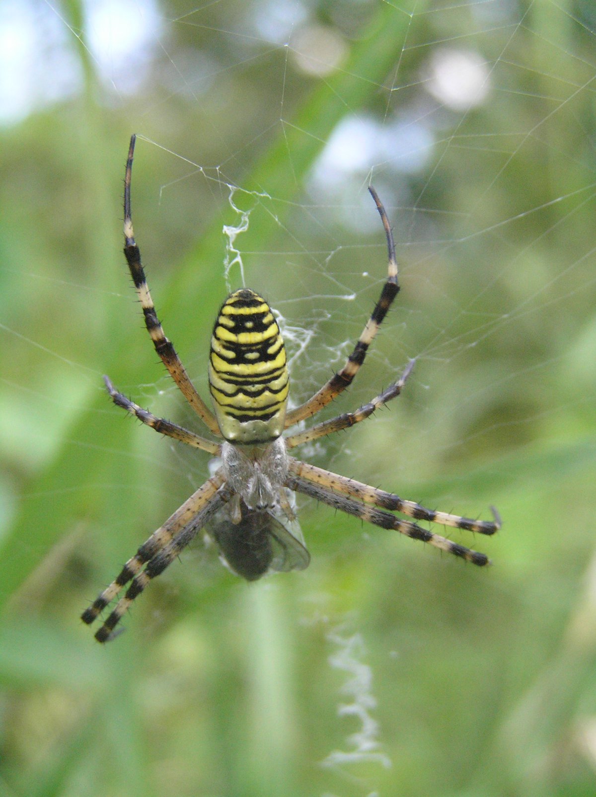 Паук Аргиопа Брюнниха Крымская