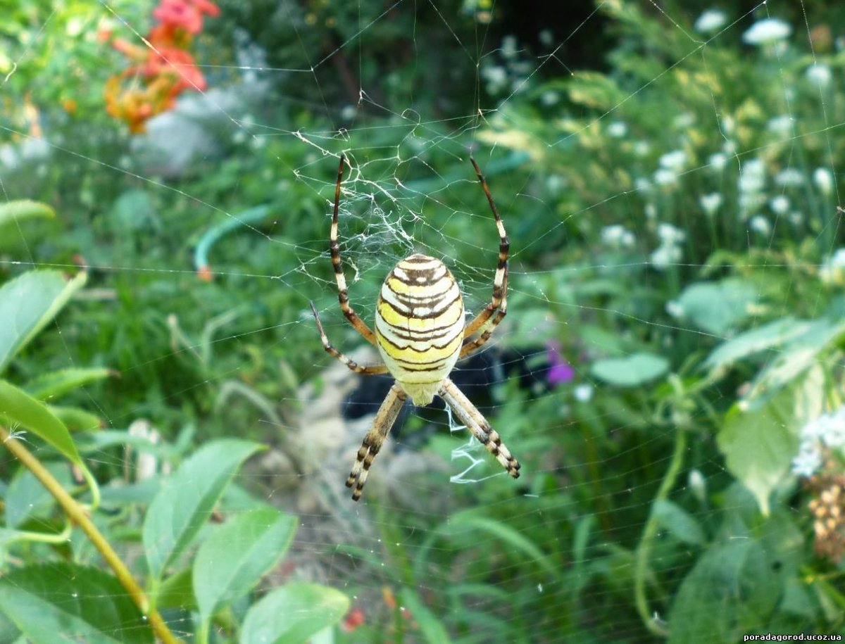 Паук Оса в огороде