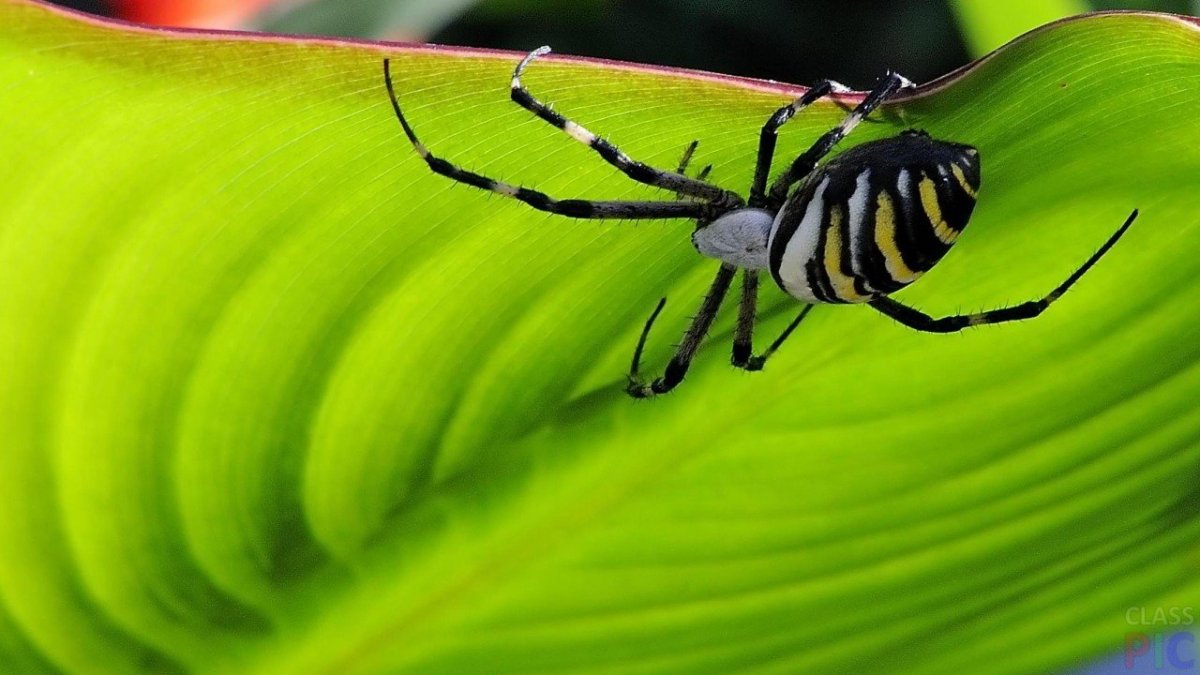 Черно зеленый паук