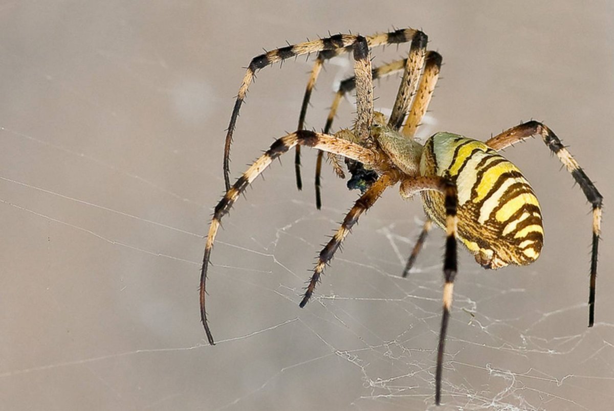 Ядовитые пауки Волгоградской области Аргиопа
