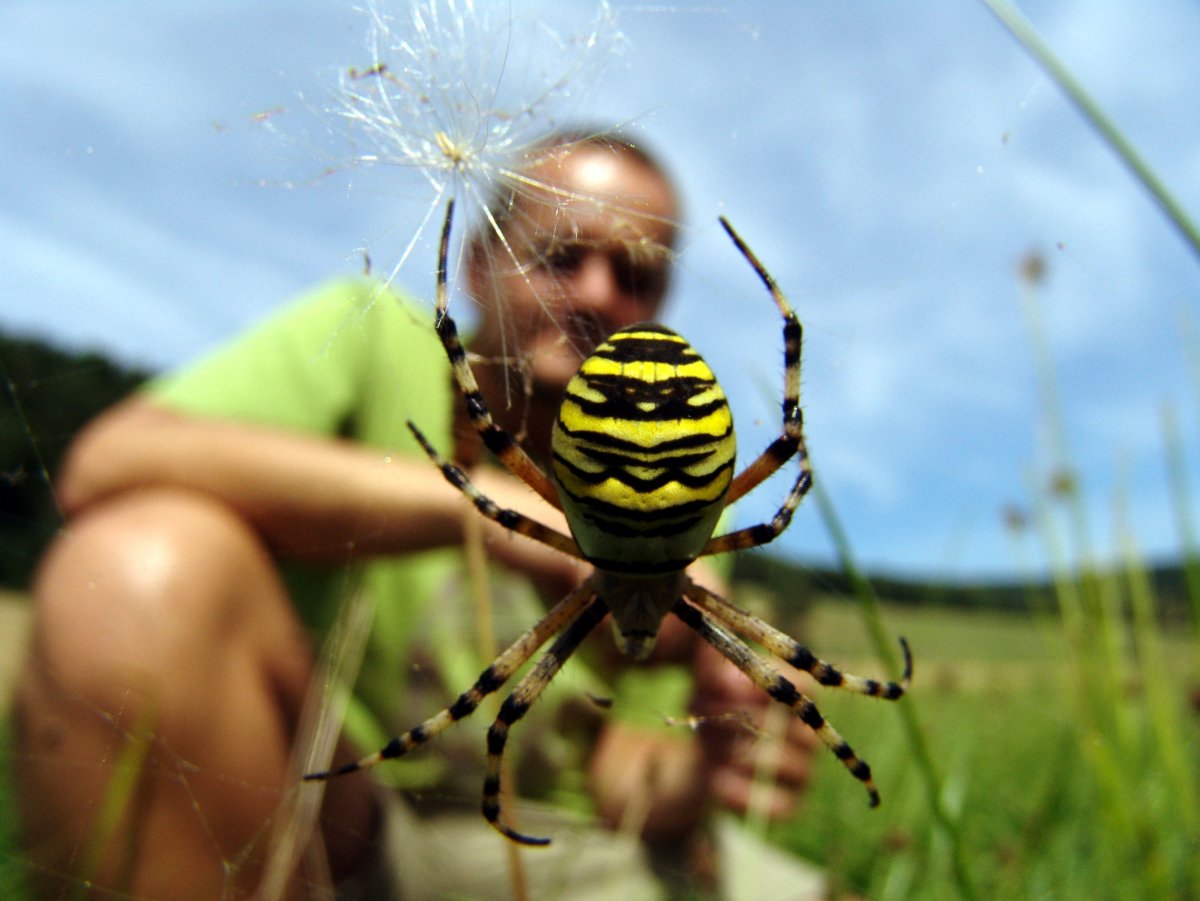 Аргиопа Брюнниха