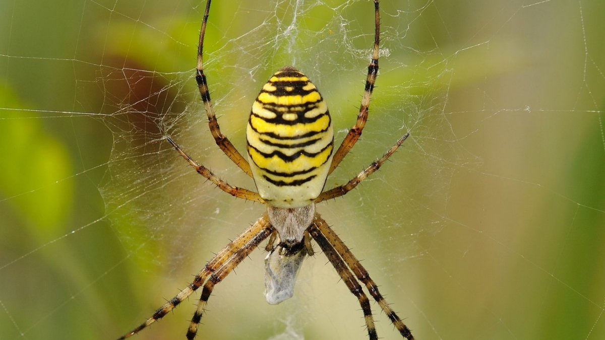 Паук кругопряд полосатый
