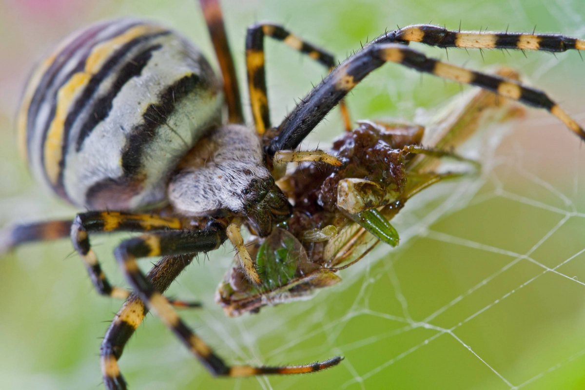 Аргиопа Брюнниха (Argiope bruennichi)