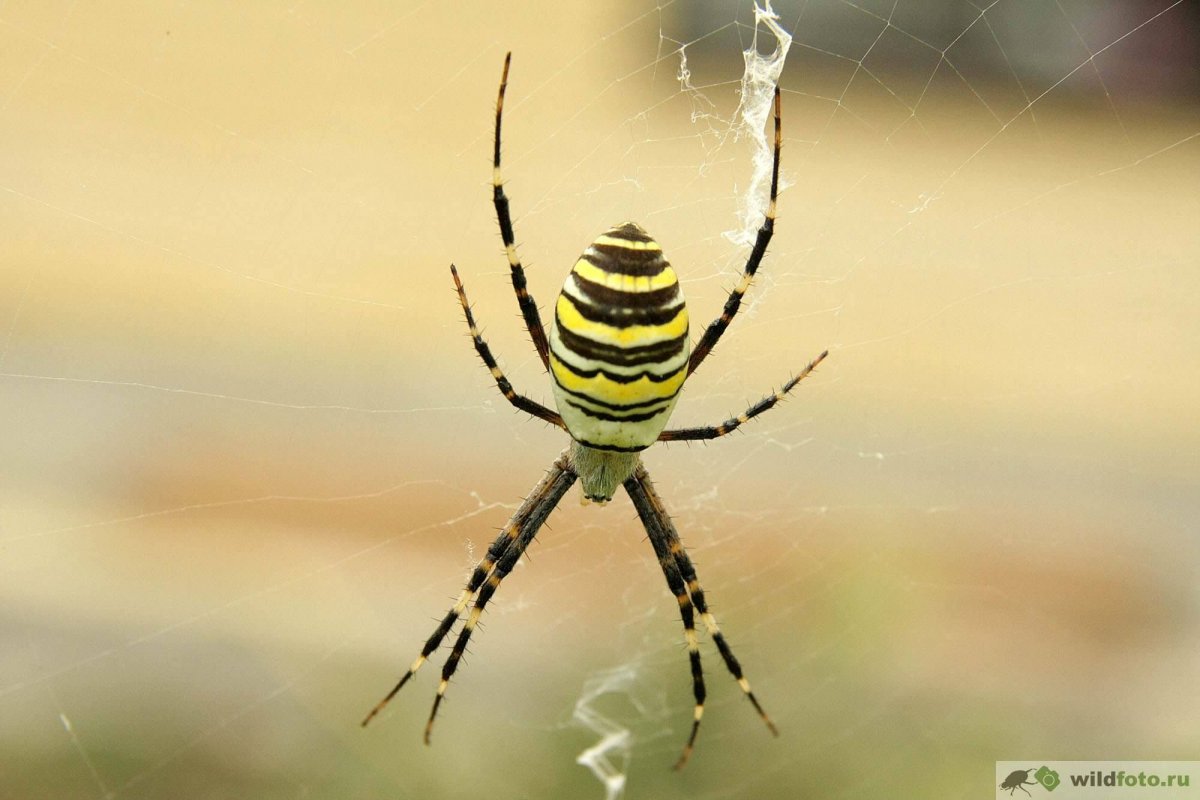 Паук Оса самец