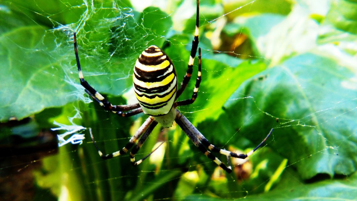 Аргиопа Брюнниха