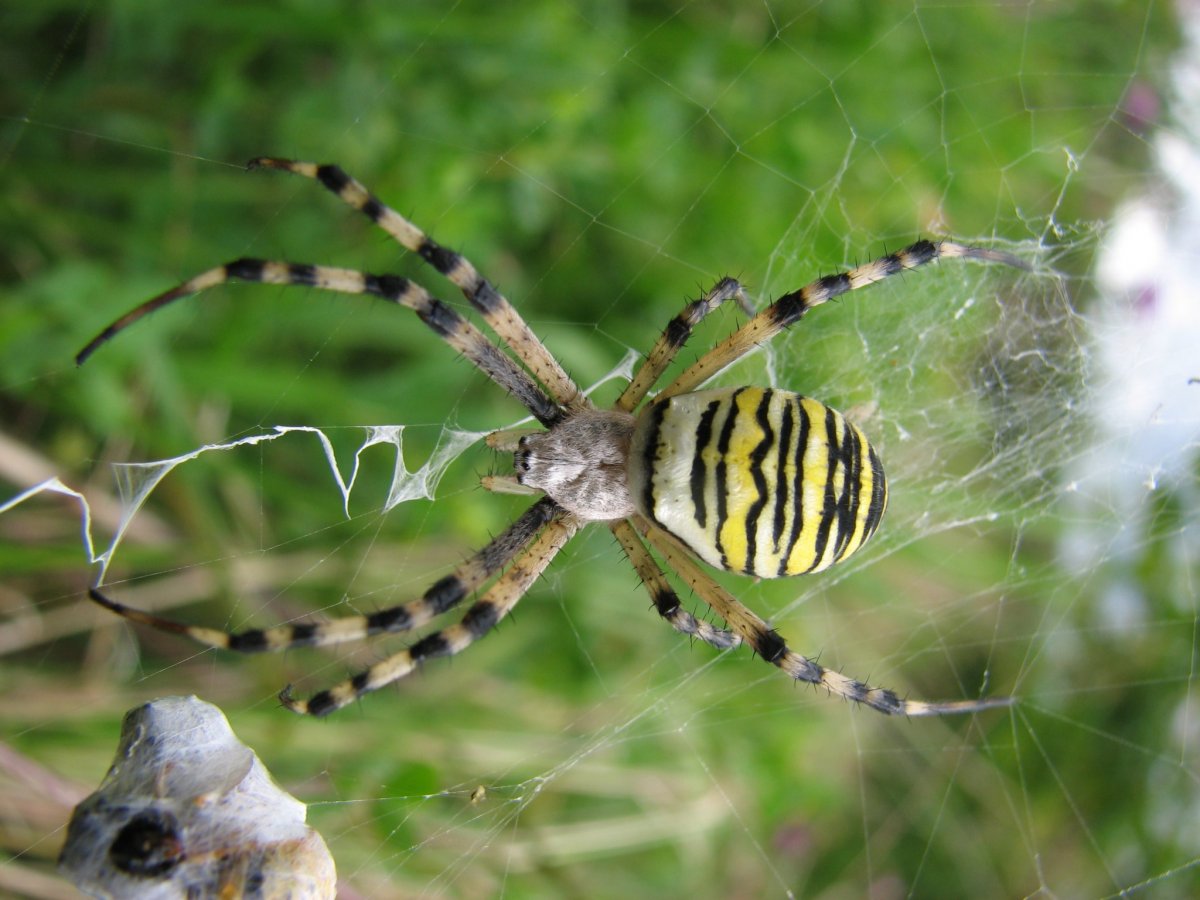 Аргиопа Брюнниха потомство