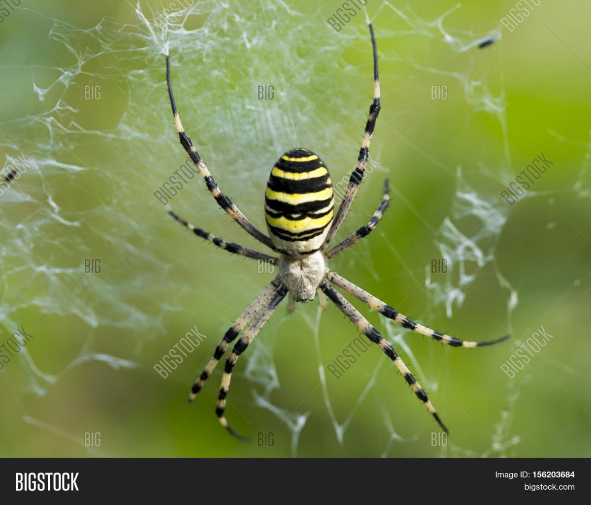 Белый паук с желтыми пятнами