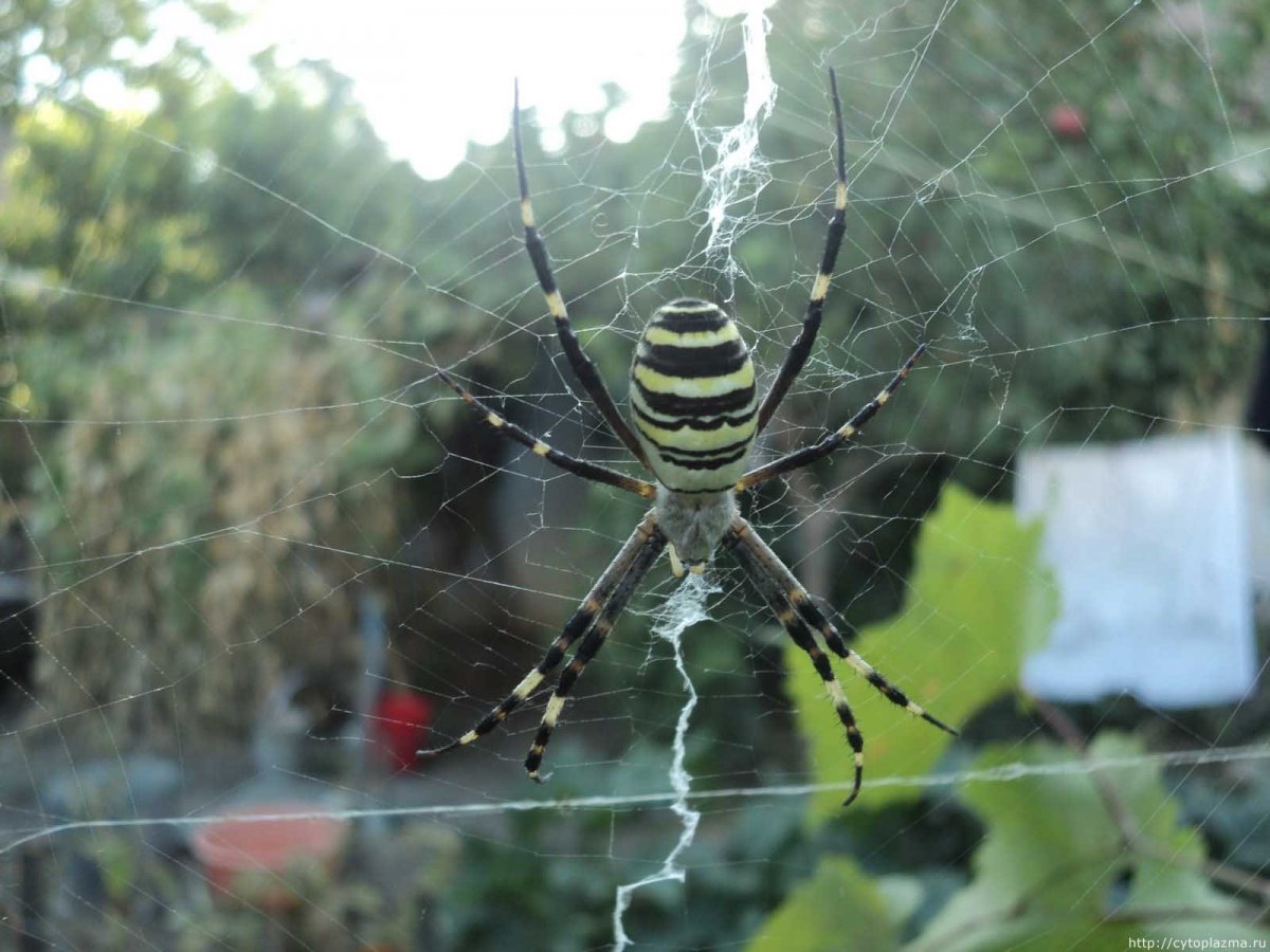 Пауки в Краснодаре