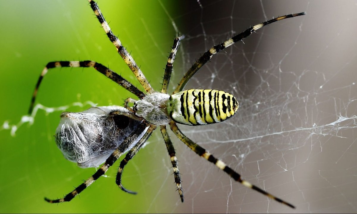 Желтосумый паук