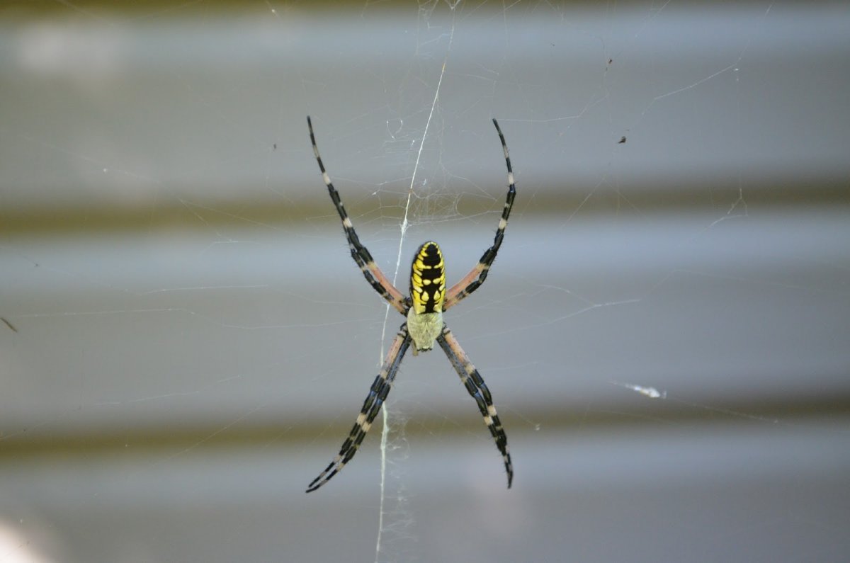 Черный паук с желтой полосой