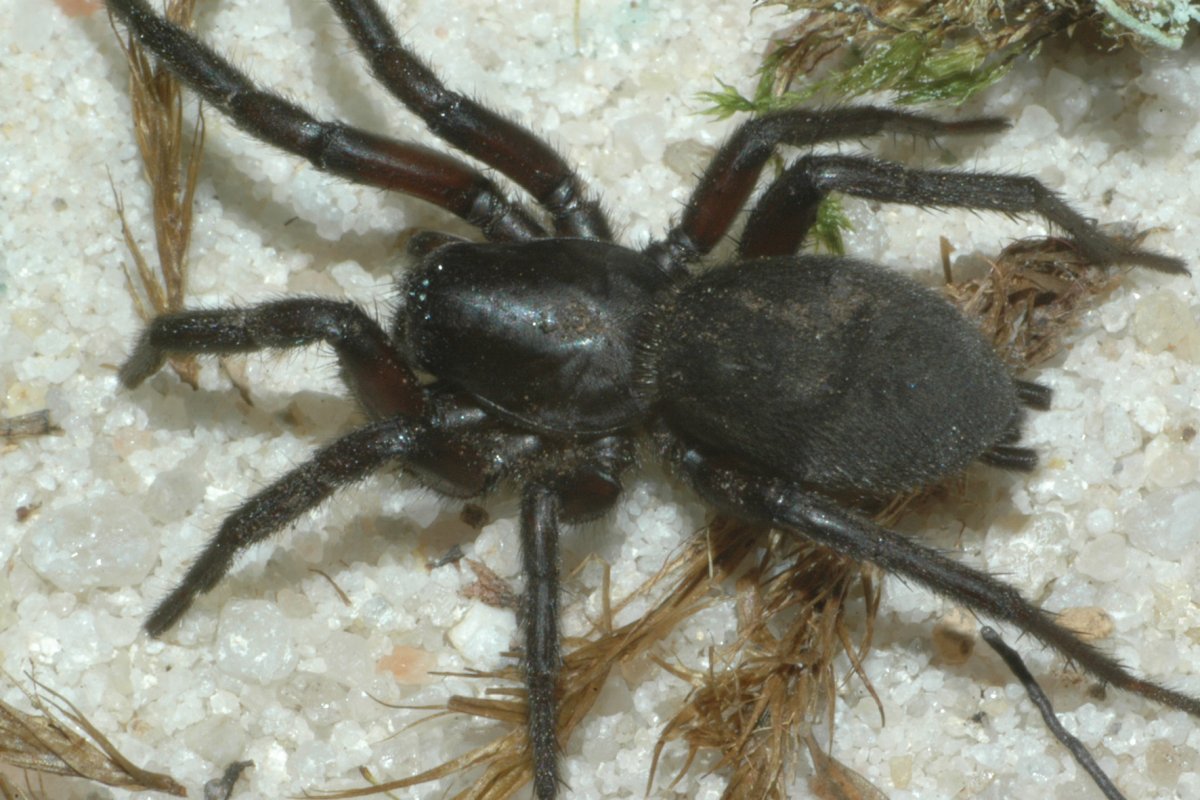 Паук Gnaphosidae Zelotes