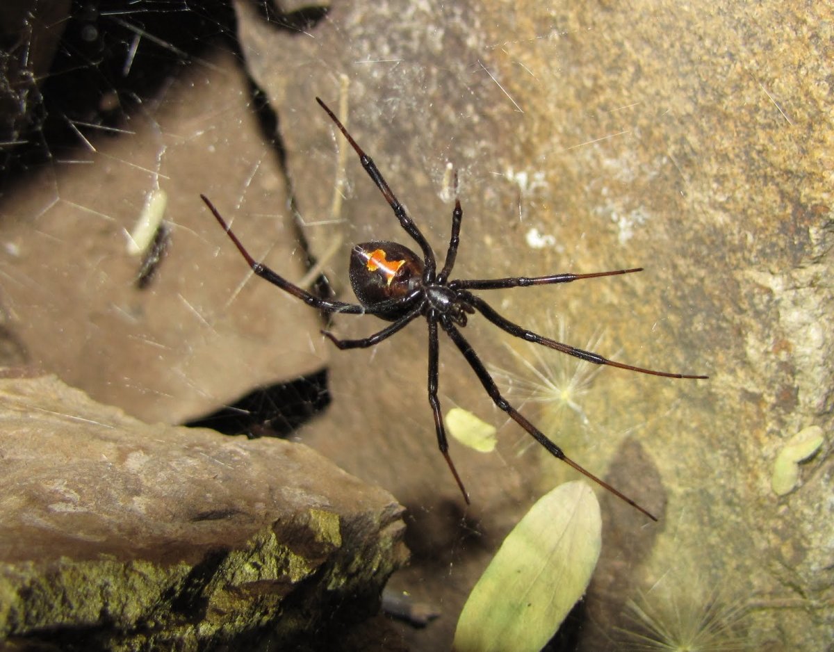 Чёрная вдова паук